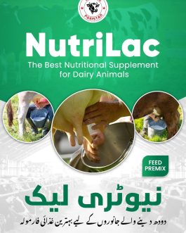 NutriLac – Increases Milk Production in Dairy Animals